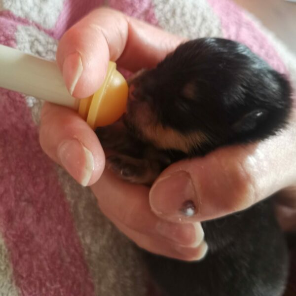 hydratation du chiot-poms de la lézardière