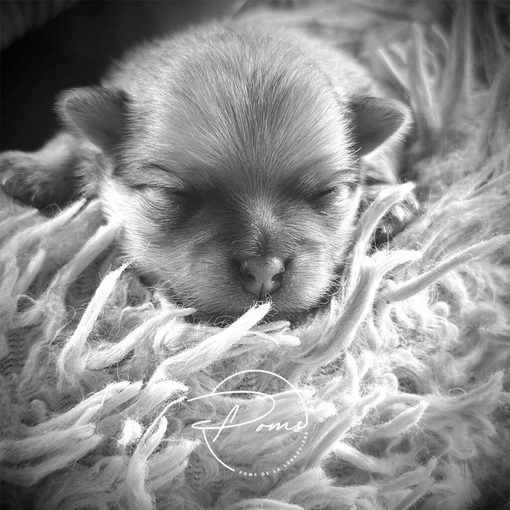 chiot spitz nain poméranian - poms de la lezardiere