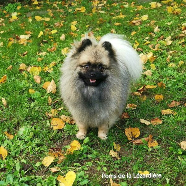 URI-1 an-spitz nain poméranian gris loup-mes spitzs nains pomeranians - poms de la lézardière