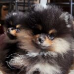 Vadrouille-chiot spitz pomeranian noir et feu-poms de la Lezardiere