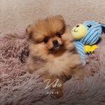 Vikie spitz pomeranian-1,5 mois-orange sable-poms de la lezardiere