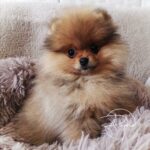 Vikie1 spitz pomeranian-10 semaines-orange sable-poms de la lezardiere