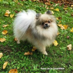 Ambre-spitz pomeranian creme sable - poms de la lezardiere