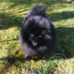 SAPHIR-spitz pomeranian noire - poms de la lezardiere